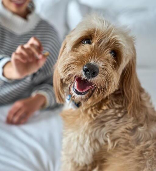 غرفة بريميوم, Pullman Vina Del Mar San Martín