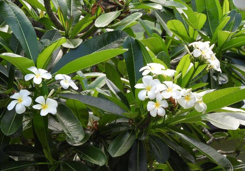 ویلای 3 خوابه, The Edgewater Resort & Spa