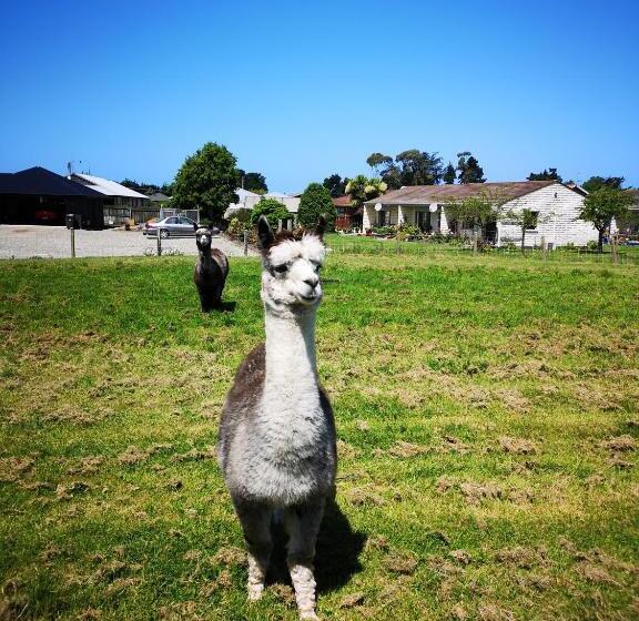 Апартаменты 1 Спальня, Colonial Lodge Motel