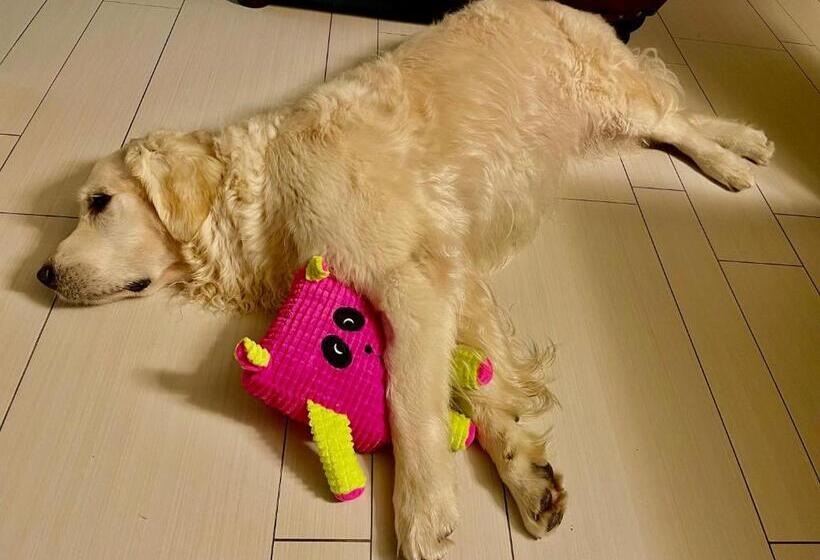 침실 1개 아파트, Radnice