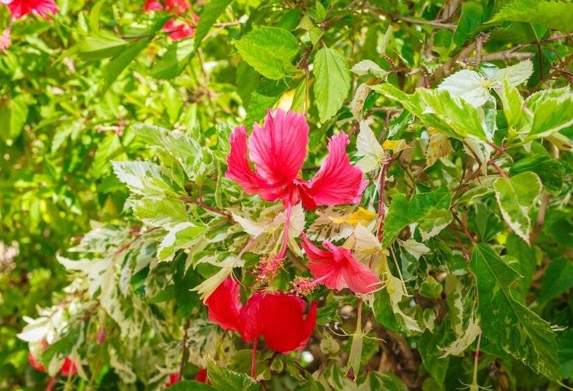 سوئیت جونیور با چشمانداز, Franklyn D Resort & Spa All Inclusive