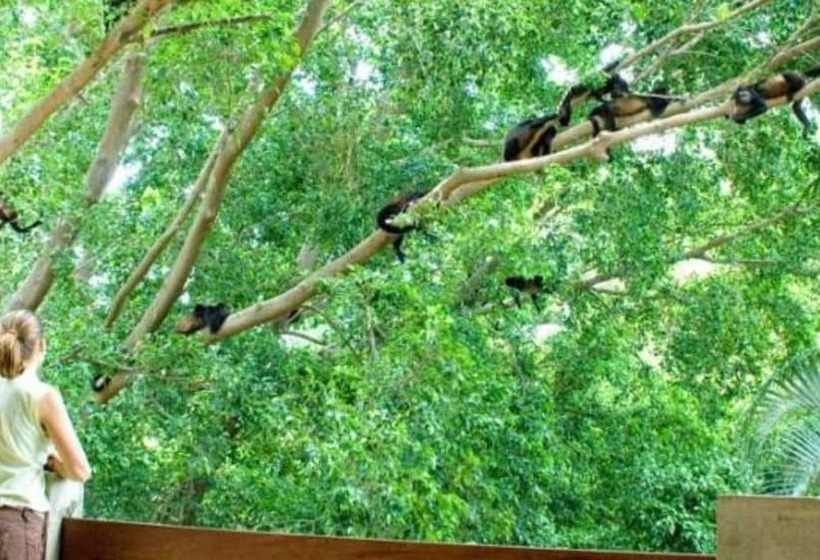 발코니 수피리어 룸, Capitan Suizo Beachfront Boutique