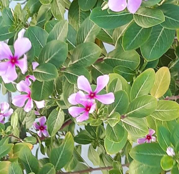 آپارتمان لوکس 1 خوابه, Harmony Hotel Hostel