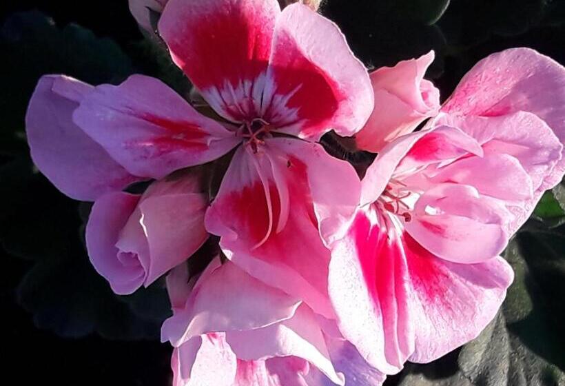 سوییت جونیور با چشمانداز استخر, Harmony Hotel Hostel