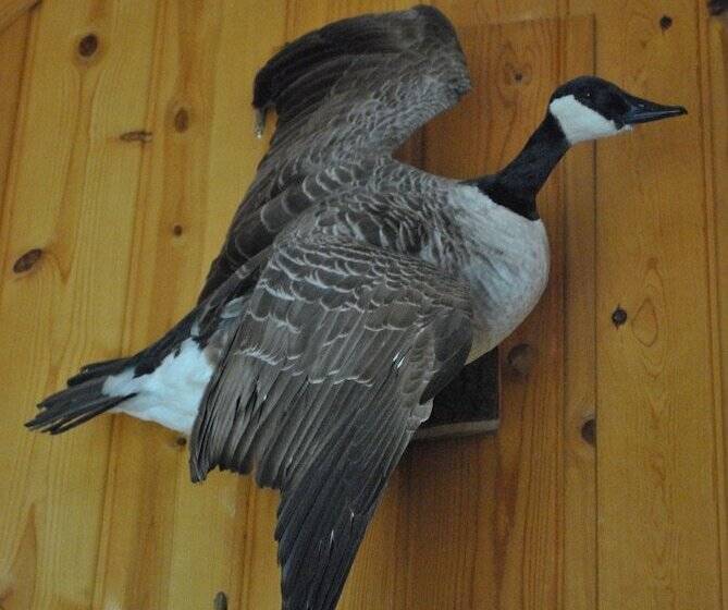 高级两卧套房, Horton Creek Inn B&b