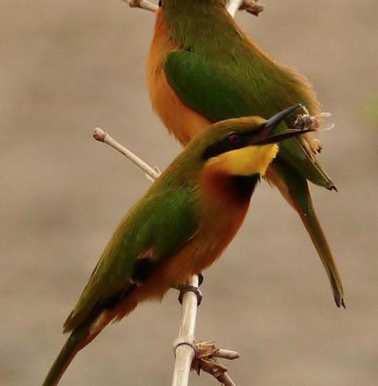 آپارتمان 1 خوابه, Bakotu