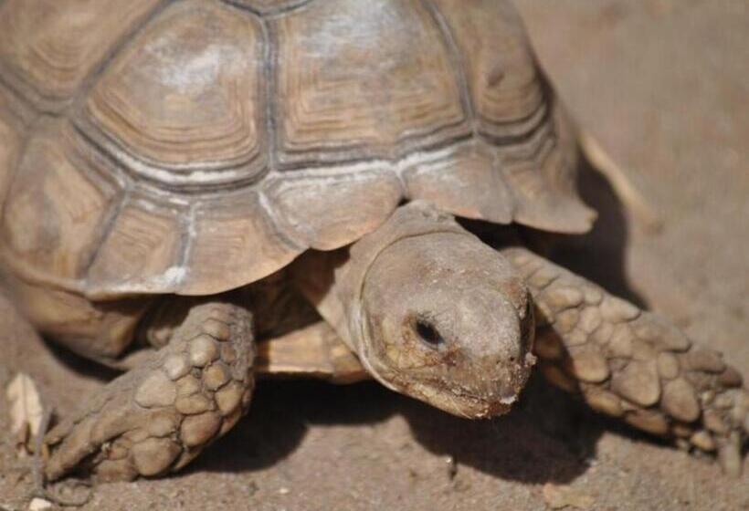 آپارتمان 1 خوابه, Bakotu