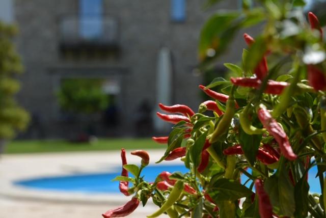 테라스 스위트, Oikos In Terre Di Zaccanello