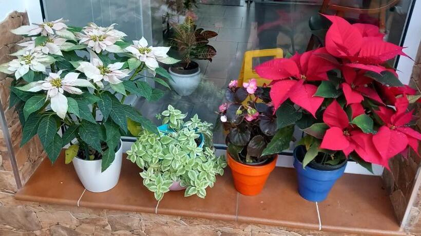 Одноместный Номер Стандарт Адаптированный для Инвалидов, Hostal Delia