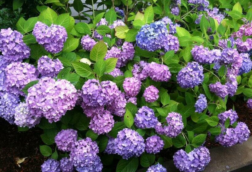 스탠다드 룸, Captain Farris House