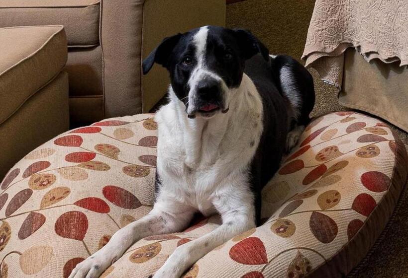 غرفة قياسية سرير ملكى, The La Conner Inn