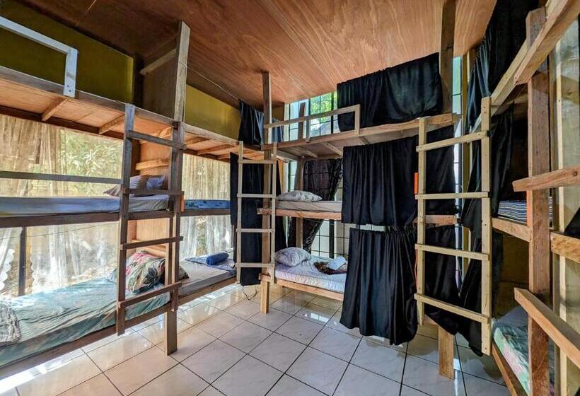 공동 객실, Screaming Gecko Hostel