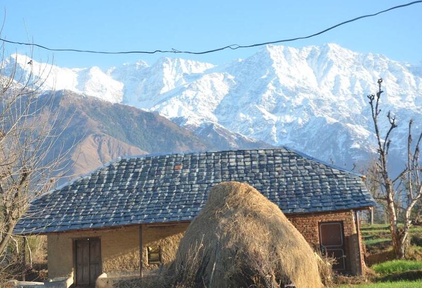 اتاق لوکس, Royal Green Buds