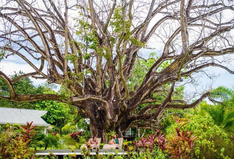 اتاق استاندارد با تخت بزرگ, Aves Hotel Montezuma