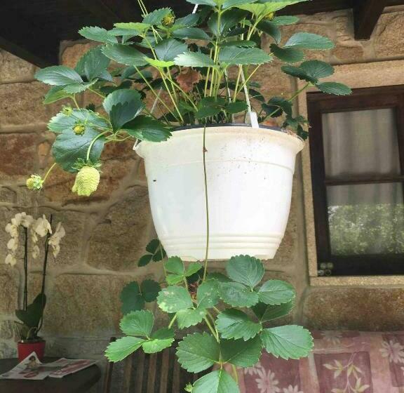 Дом 1 Спальня, Forest House Casinha Do Carvalhal