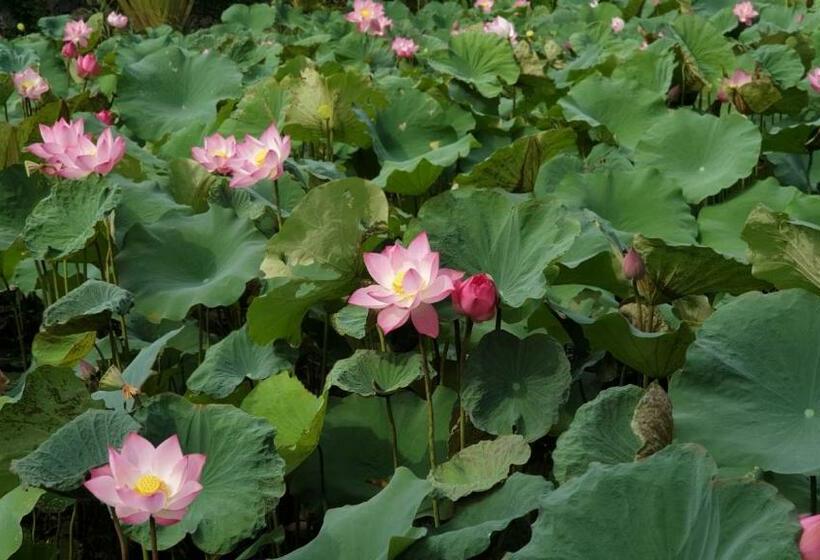 اتاق کلاسیک, Aravinda Resort Ninh Binh