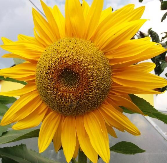 غرفة قياسية, Cafe & Pension Carmen