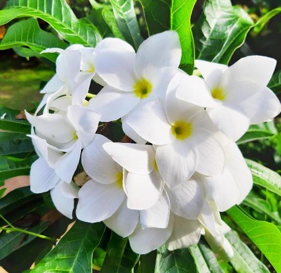 غرفة قياسية, Villa Bentota River View