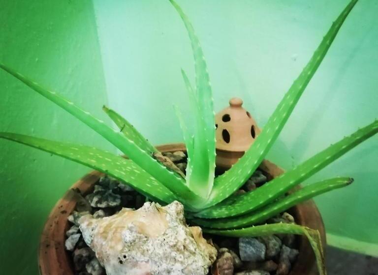 اتاق استاندارد یک نفره, Scorpion Hill Lodge