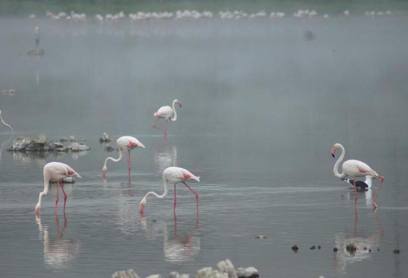 Suite with lake view, Bird's View