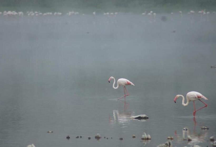 Suite with lake view, Bird's View