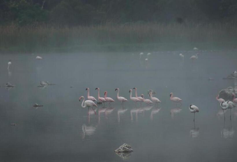 Suite with lake view, Bird's View