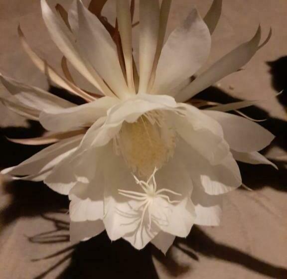 스탠다드 방갈로 정원 전망, Ning Ning Guesthouse