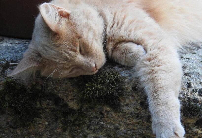 メゾネットスイート, La Blanchisserie