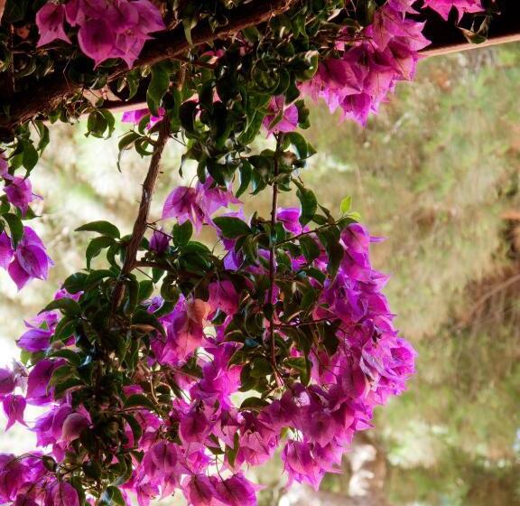 침실 1개 테라스 아파트, Corallo