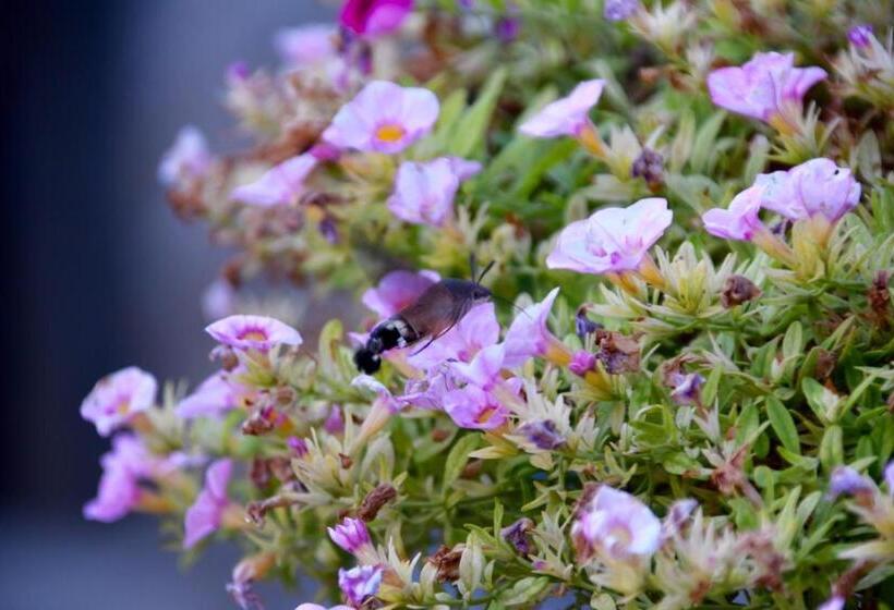 וילה עם חדר שינה אחד ובריכת שחיה, Agriturismo Podere Terrena