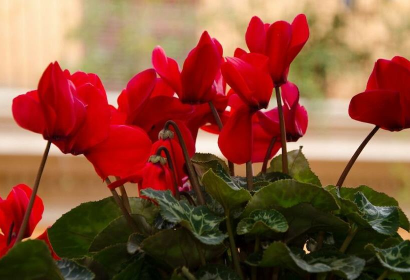 חדר סטנדרט לארבעה, Garda