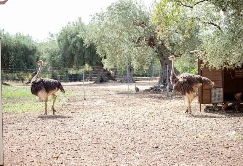 ویلای 2 خوابه, Il Vecchio Frantoio