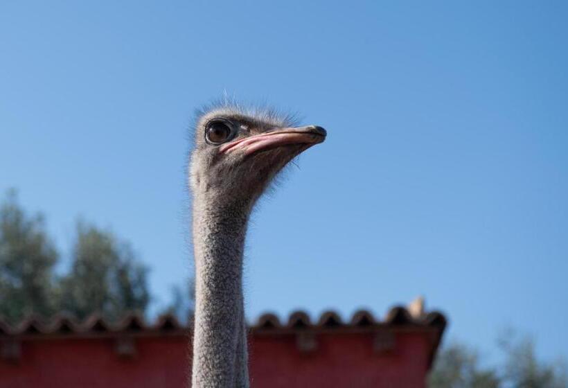 豪华工作室, Il Vecchio Frantoio