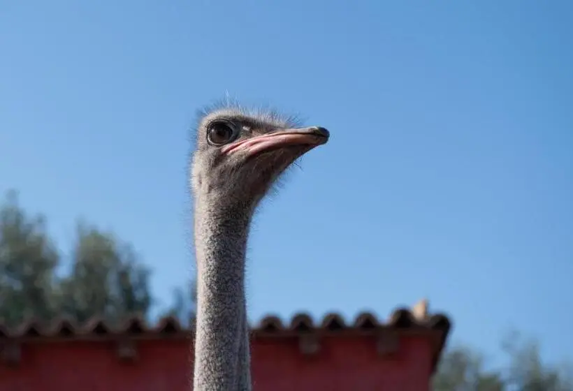 خانه 1 خوابه, Il Vecchio Frantoio
