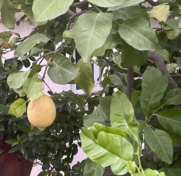 آپارتمان 1 خوابه با چشم‌انداز باغ, Velamica Resort