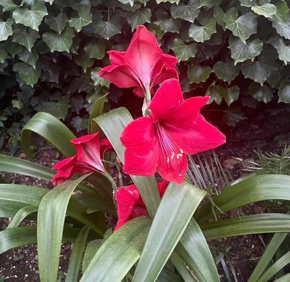 آپارتمان 1 خوابه با چشمانداز باغ, Velamica Resort