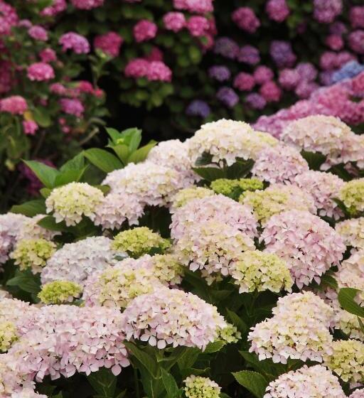 חדר משפחתי נוף לים, Stilvi