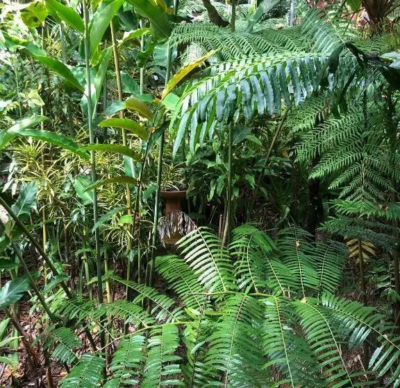 スタンダードルーム, Mossman Gorge Bed And Breakfast