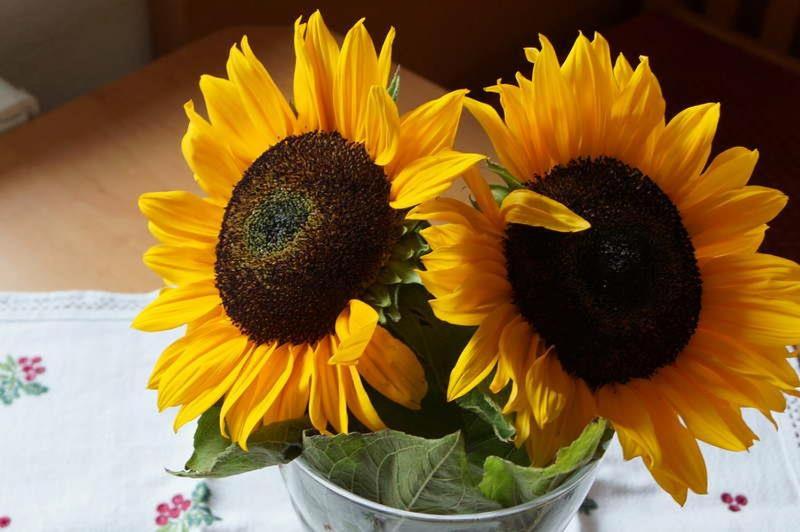 スタンダードルーム, Apartpension Schollberg