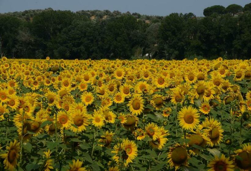 חדר סטנדרט, La Mimosa