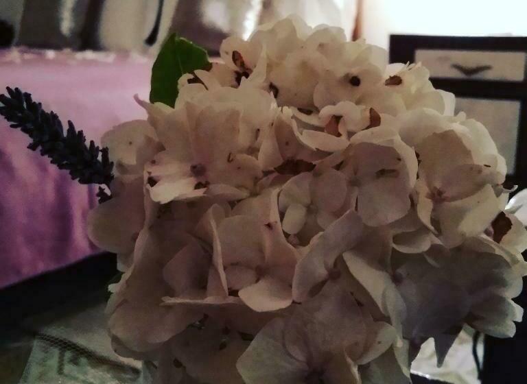 غرفة أساسية, Petalo Rosso B&b