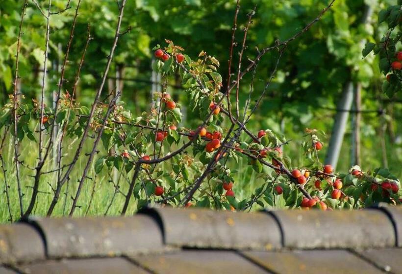 带1个卧室的公寓, Weinbau Und Gästezimmer Pammer