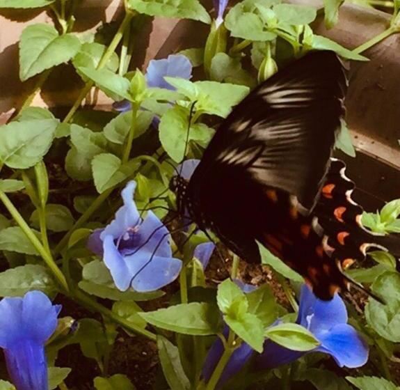 غرفة ديلوكس, New Toropi Homestay