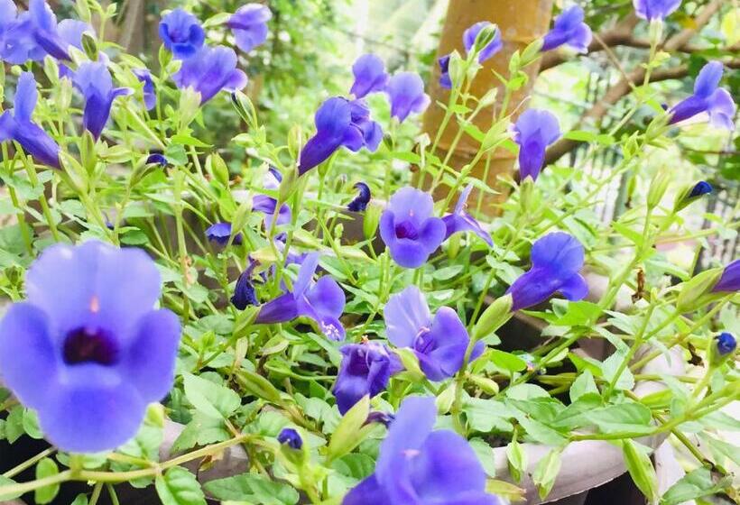 غرفة ديلوكس, New Toropi Homestay