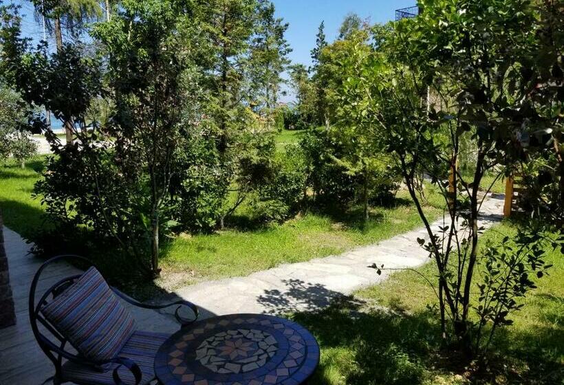 استودیوی استاندارد, Dreamland Oasis 7 Chakvi