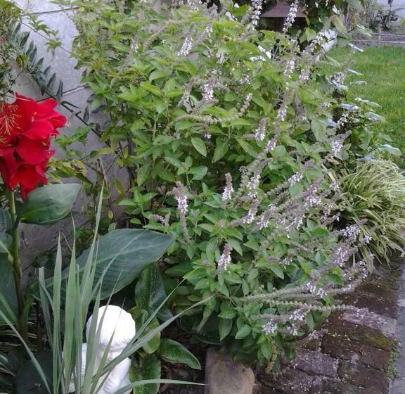 غرفة ديلوكس, Forestview Guesthouse And B&b