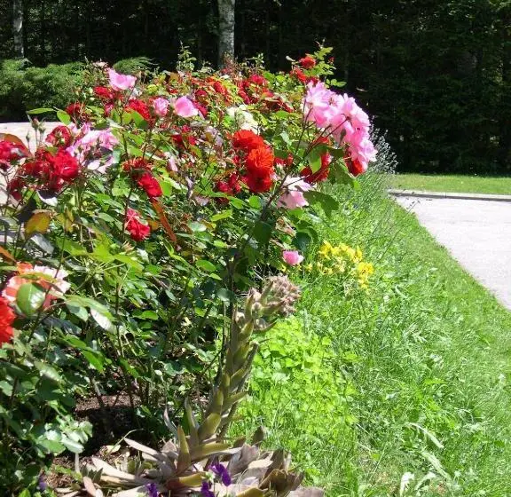 اتاق استاندارد با بالکن, Pension Holzmann