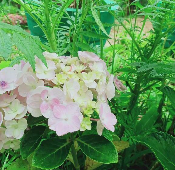 Семейный Номер, Misty View Inn