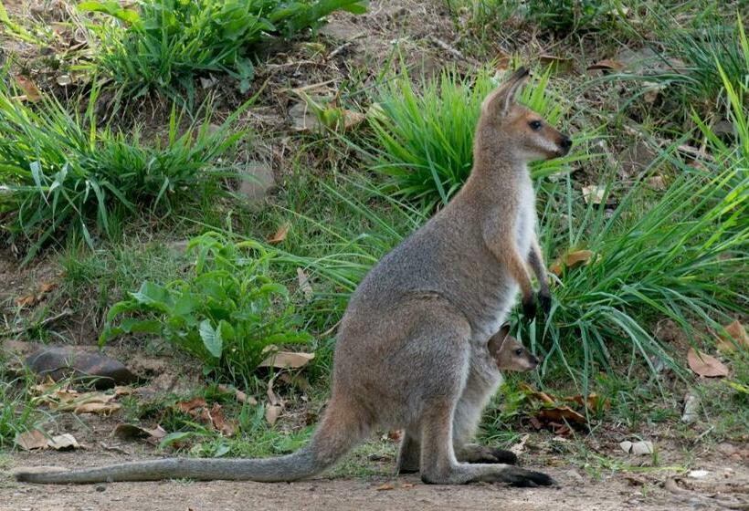 Cabana, Nimbin Waterfall Retreat