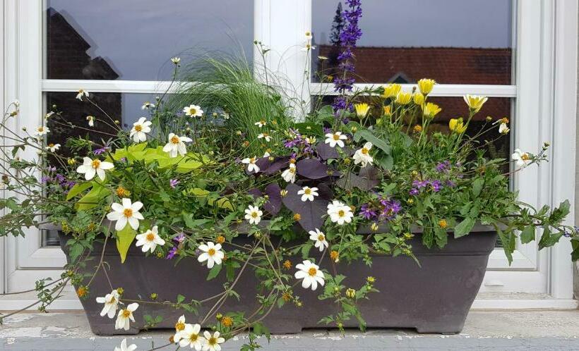 غرفة قياسية, La Ceriseraie